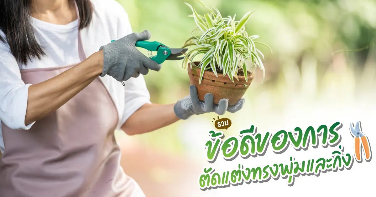 ข้อดีของการตัดแต่งทรงพุ่มและกิ่งไม้ 